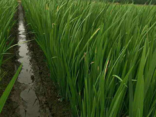 水生植物小苗